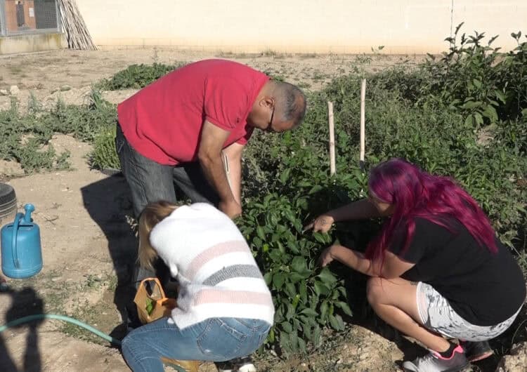 Collint fruits en un hort terapèutic