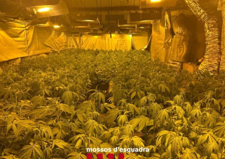 Desmantellen un cultiu de marihuana a Ivars d’Urgell que es gestionava de forma remota