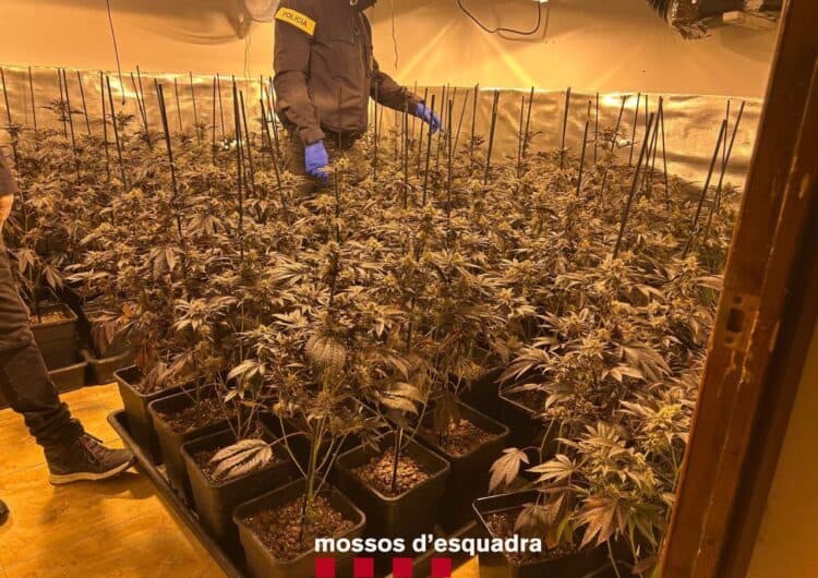 Els Mossos detenen tres persones per cultiu de marihuana a Bellvís