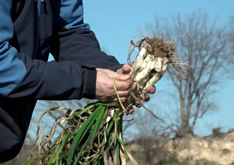 Les pluges i les gelades, claus per una bona temporada de calçots